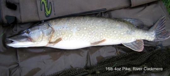 A nice pike from the Cuckmere